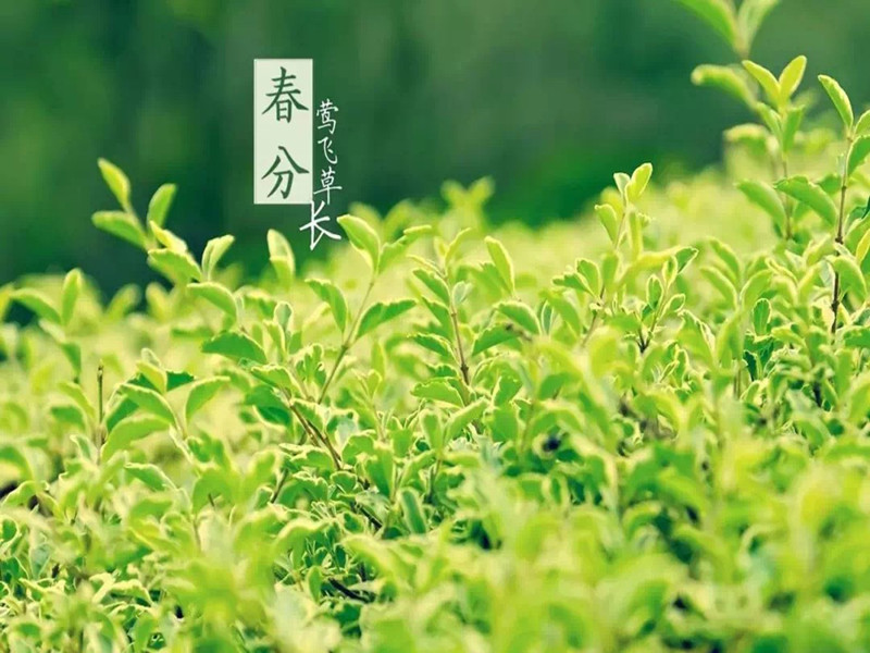 明日春分|最是人间好颜色